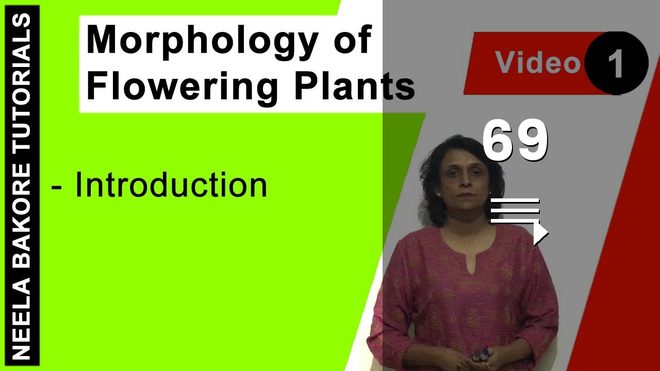 Morphology of Flowering Plants
