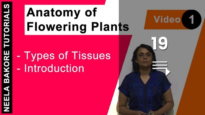 Anatomy of Flowering Plants