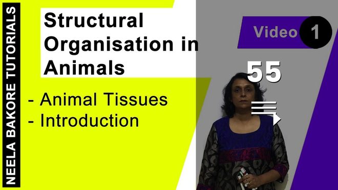 Structural Organisation in Animals