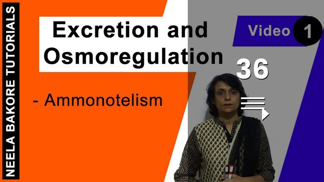 Excretion and Osmoregulation