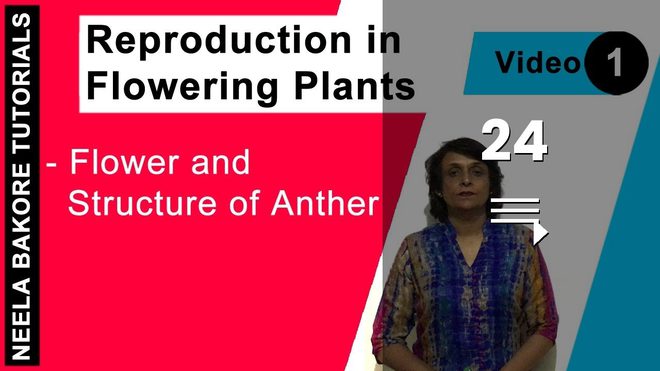 Reproduction in Flowering Plants